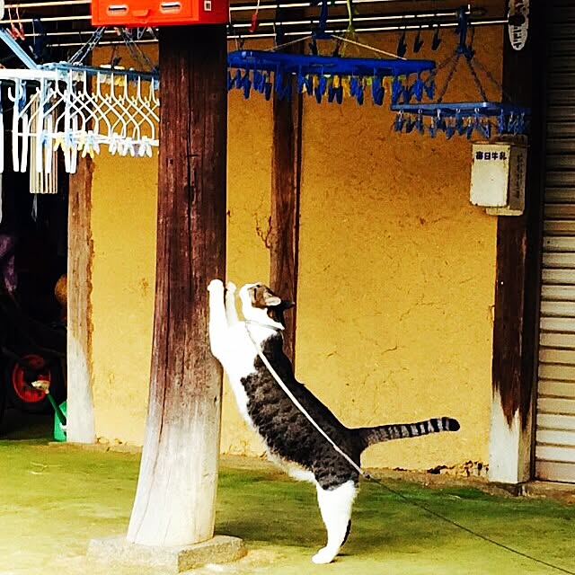 KANAさんの実例写真