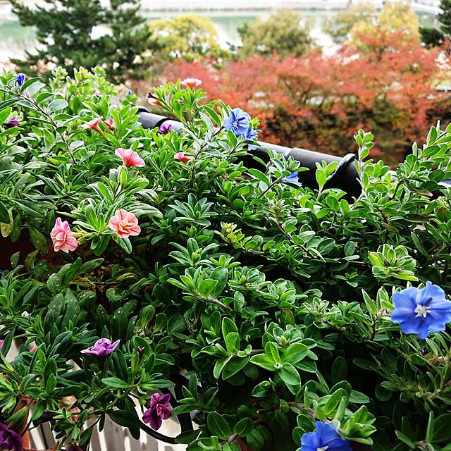 hopkeiさんの実例写真