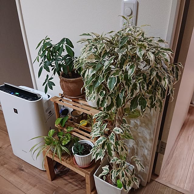 実例写真