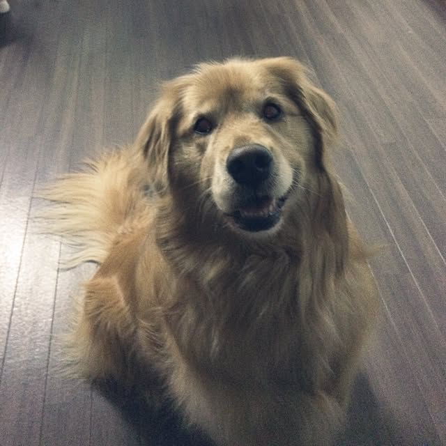 cheesanakyojinさんの実例写真