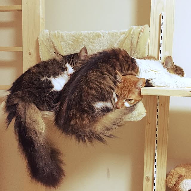 neco7さんの実例写真
