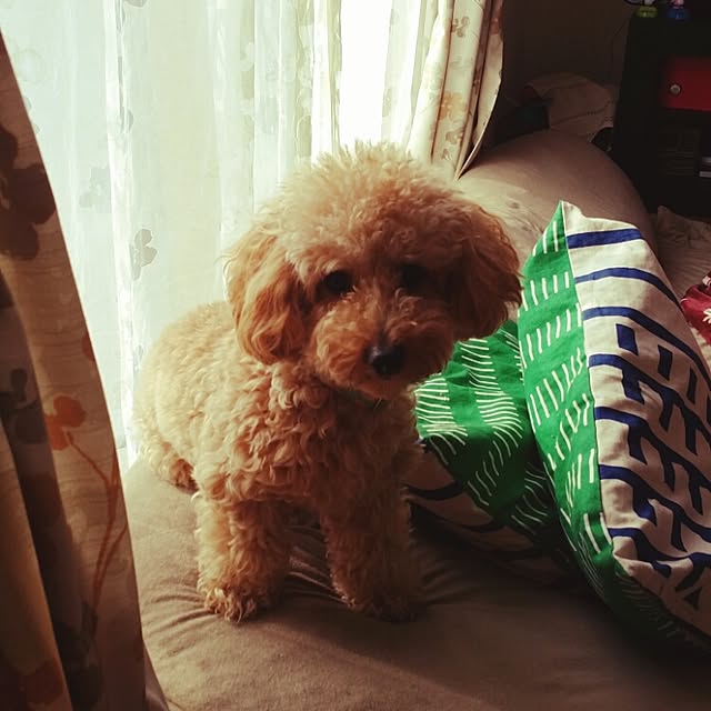 naoさんの実例写真