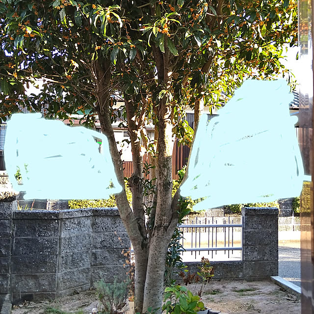 ameamekaasanさんの実例写真