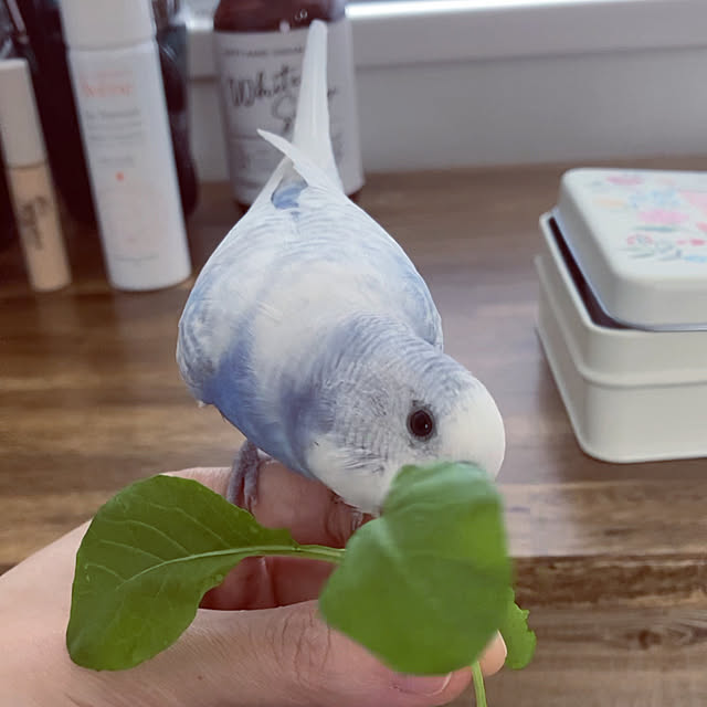 chicomaruさんの実例写真