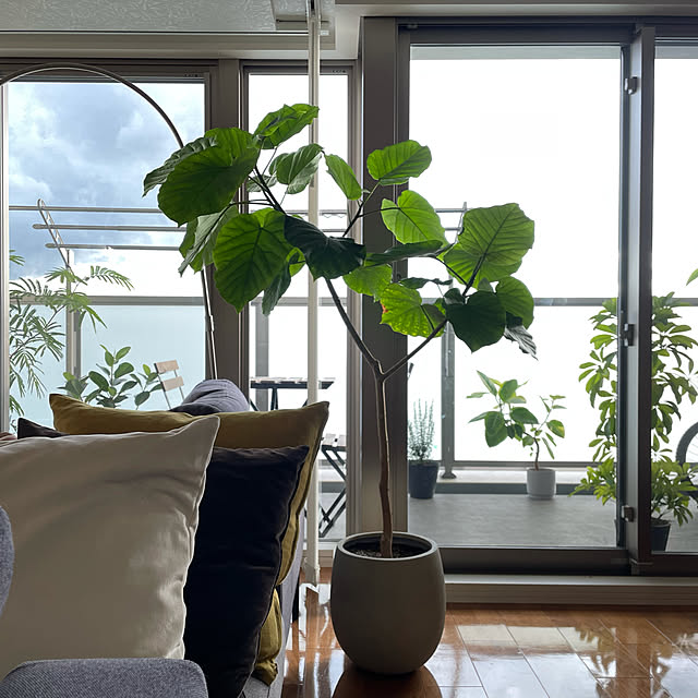 観葉植物/カフェ風/北欧/グリーンのある暮らし/マンションインテリア...などのインテリア実例 - 2022-09-05 16:57:54