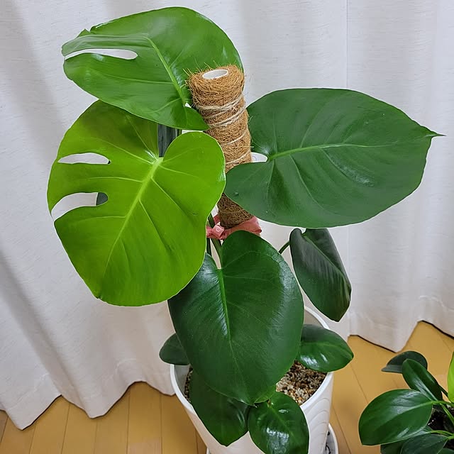mikiroyさんの部屋