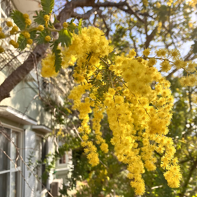 tomorinさんの部屋