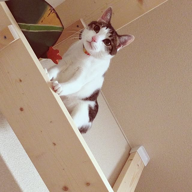 saisさんの実例写真