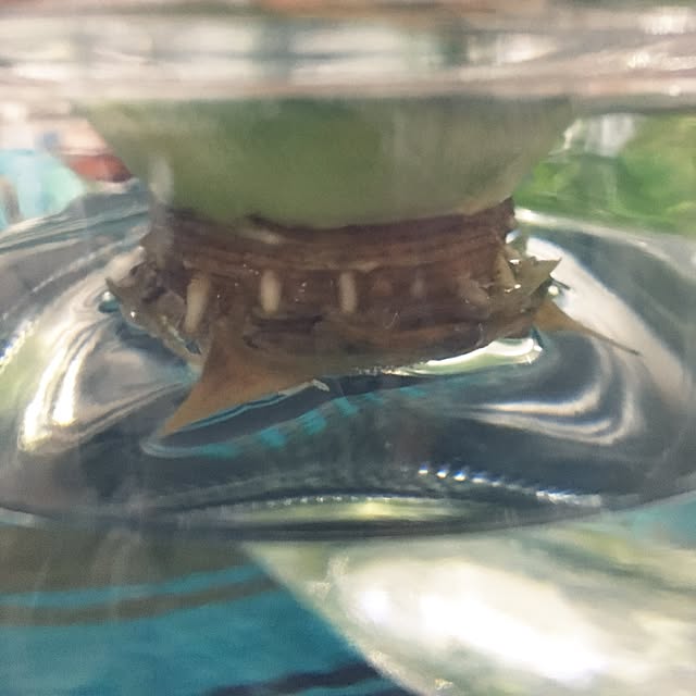 sayasさんの実例写真