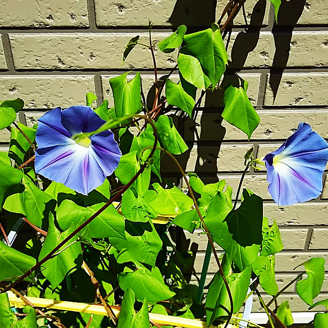 sunflowerさんの実例写真