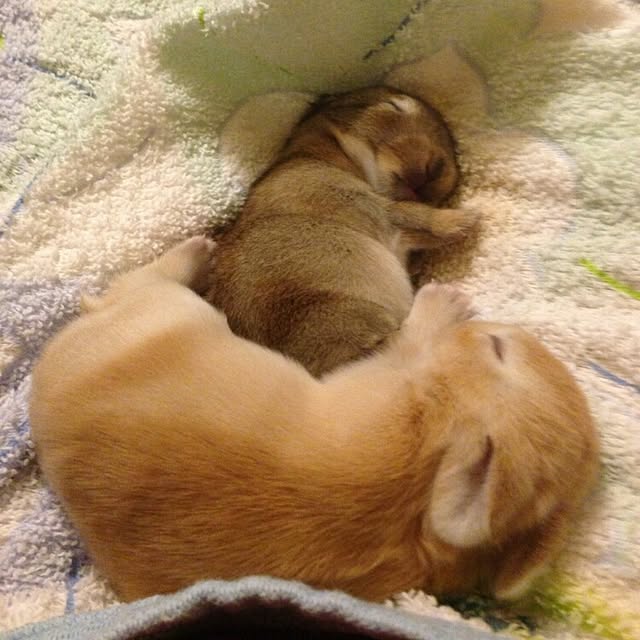 ChocolateNandasさんの実例写真
