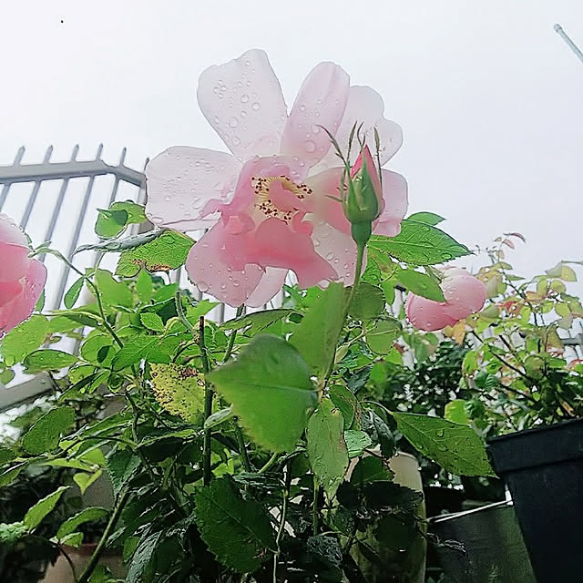 hiromimiさんの実例写真