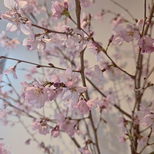 mutyukingさんの実例写真