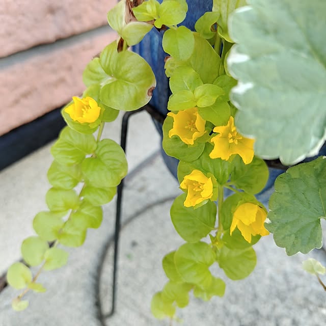 kiraさんの実例写真