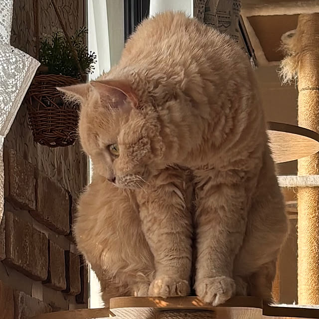 naokoさんの実例写真
