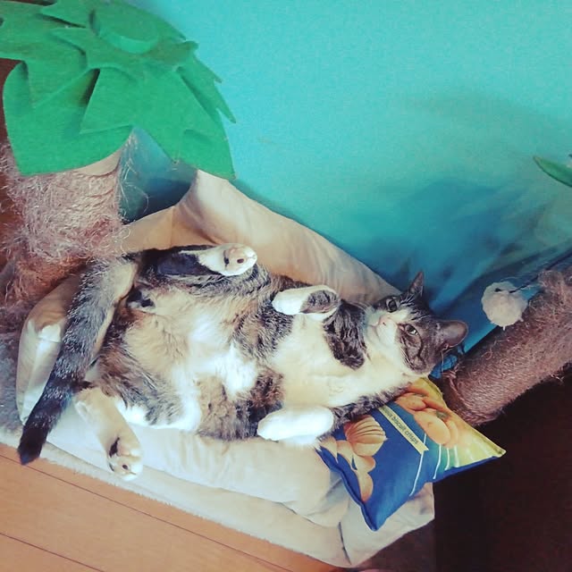 myさんの実例写真