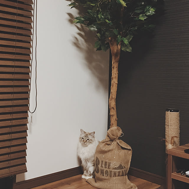 meguさんの実例写真