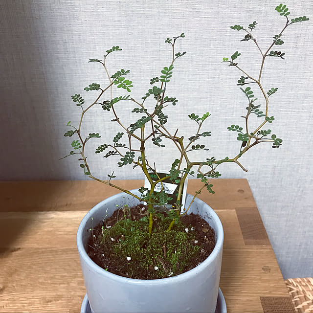 junさんの実例写真