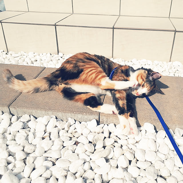 aiさんの実例写真