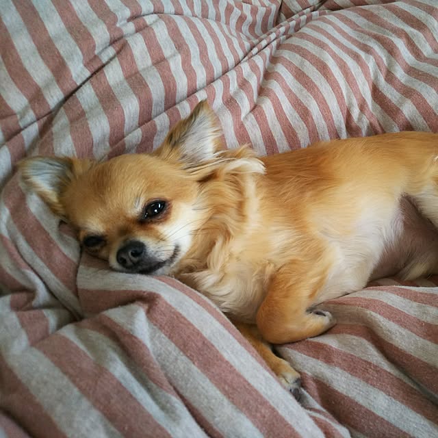 kojikojiさんの実例写真