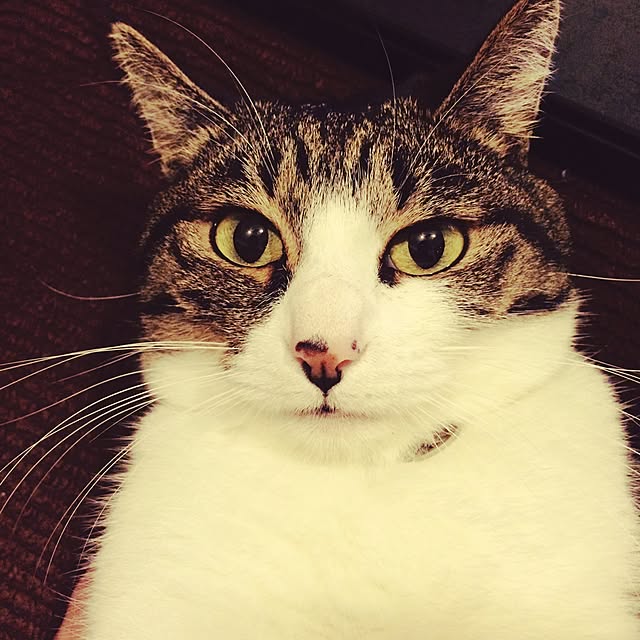 Makotoさんの実例写真