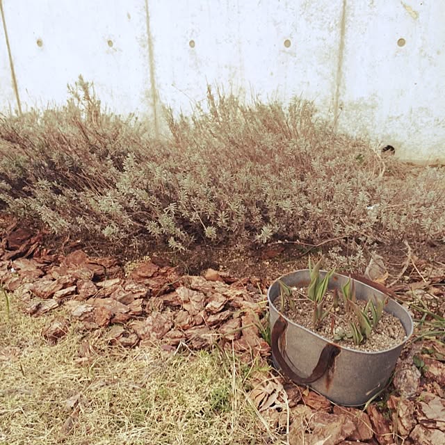 maiさんの実例写真