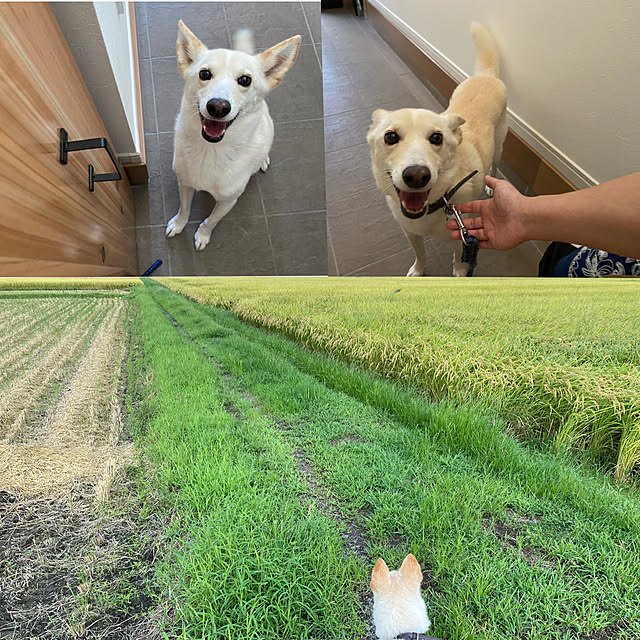 tanboさんの実例写真