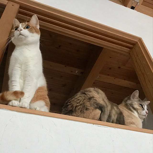 sakurasakuさんの実例写真