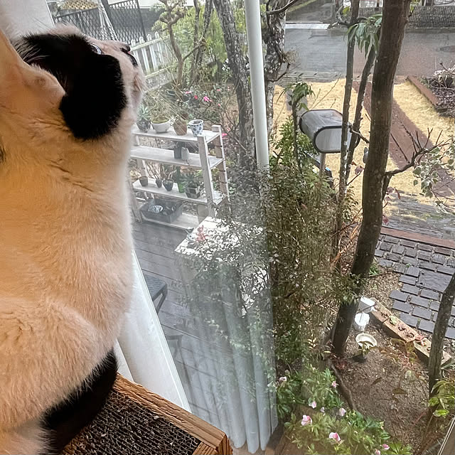 nobikoさんの部屋