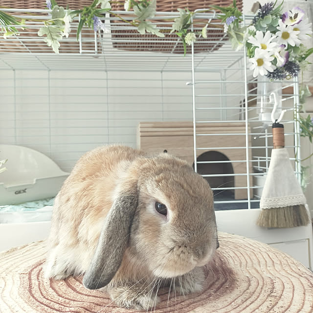 suzuさんの実例写真