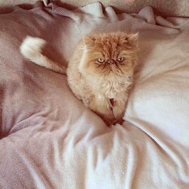 watanyabeさんの実例写真