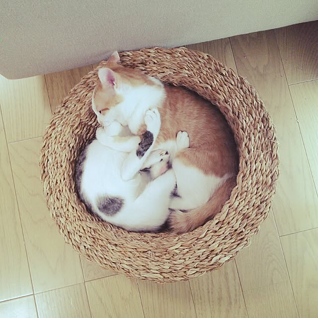pouさんの実例写真