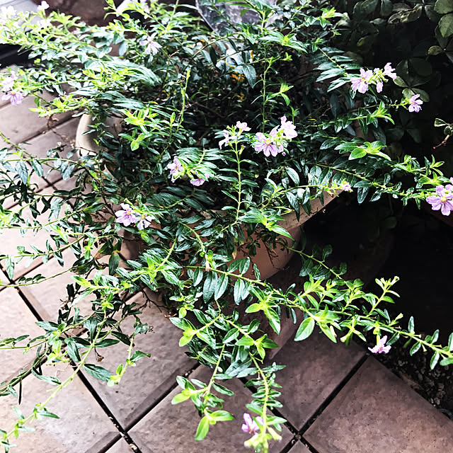 aloaloさんの実例写真