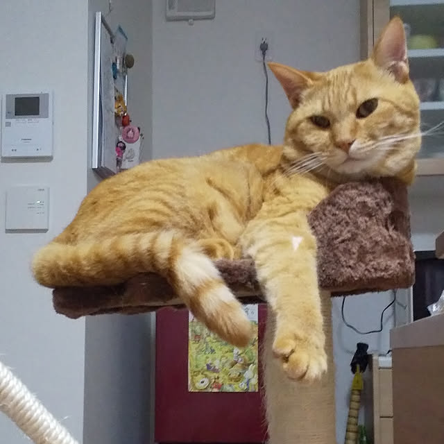 chikoさんの実例写真