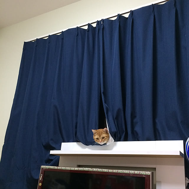 nekoさんの実例写真