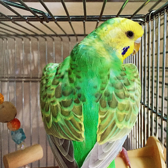 toratanさんの実例写真