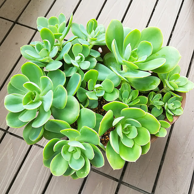 VERANDARJUNさんの実例写真