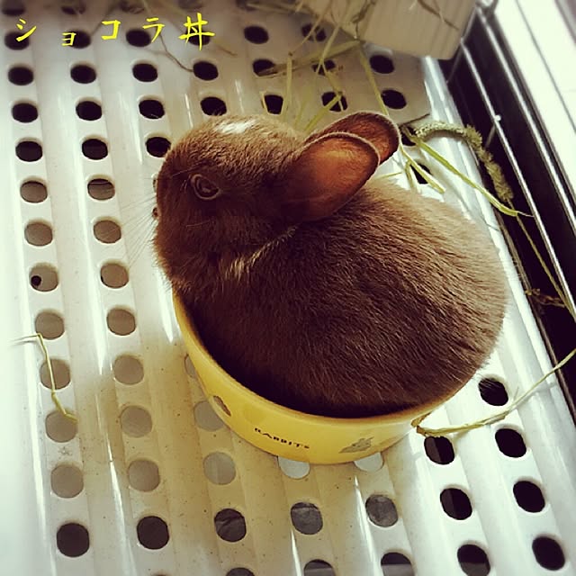 portulacaさんの実例写真