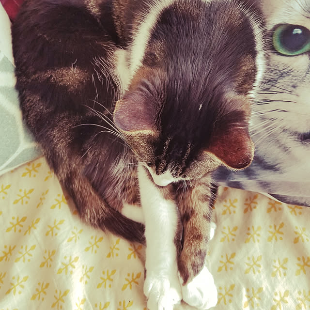 ayuさんの実例写真