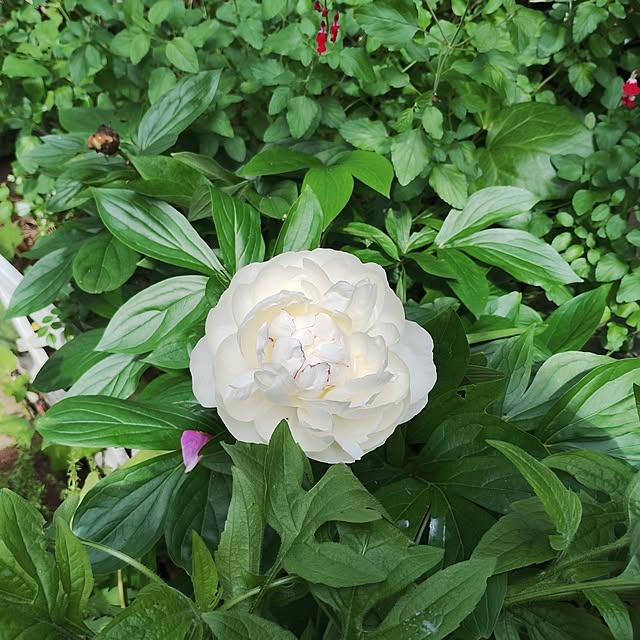 rosemaryさんの部屋