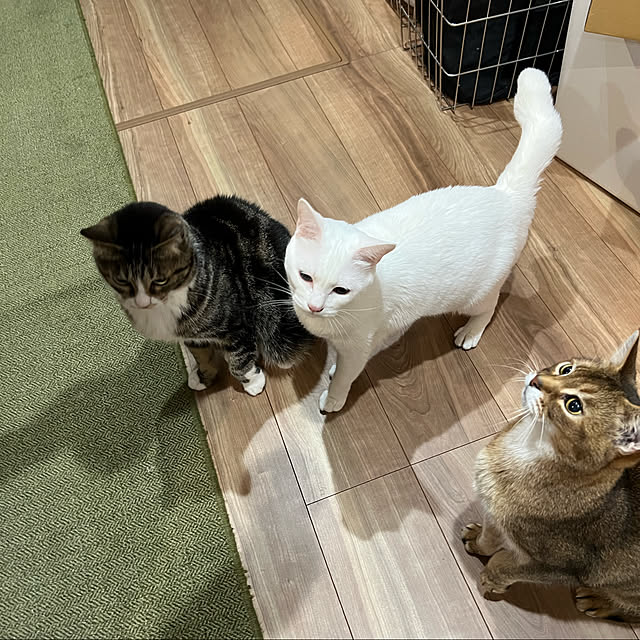 zappa13さんの実例写真