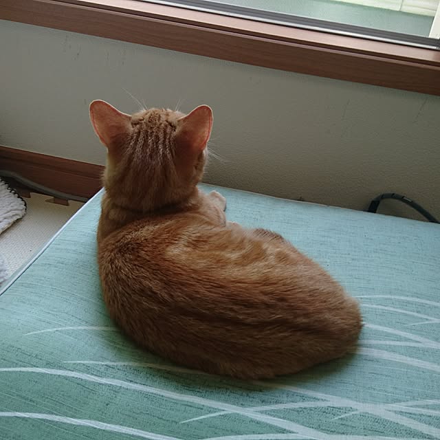 shinobuさんの実例写真