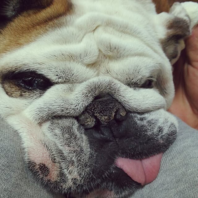 panchobiさんの実例写真