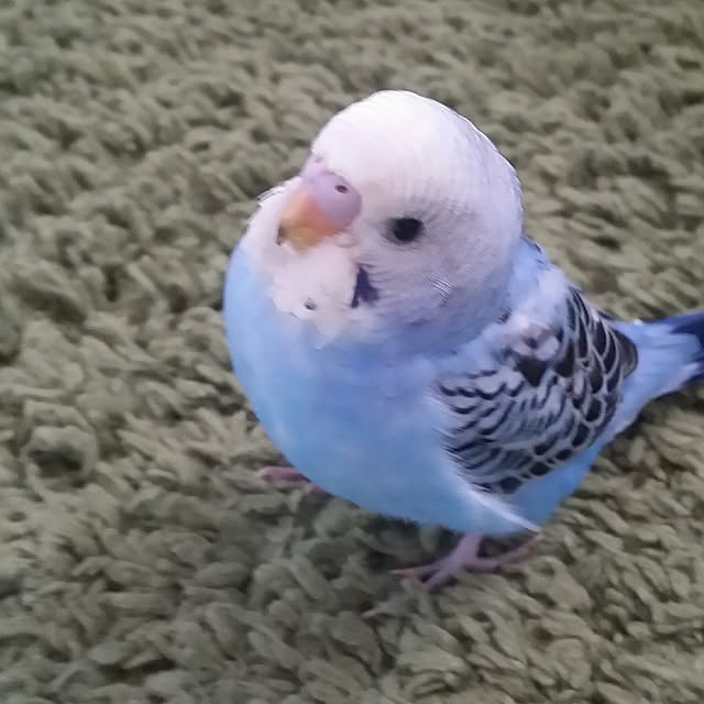 karinさんの実例写真