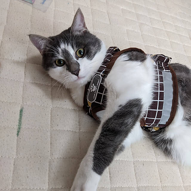 papyjetさんの実例写真