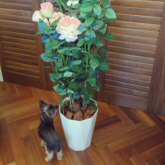 minnieさんの実例写真