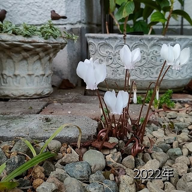 hana-さんの部屋