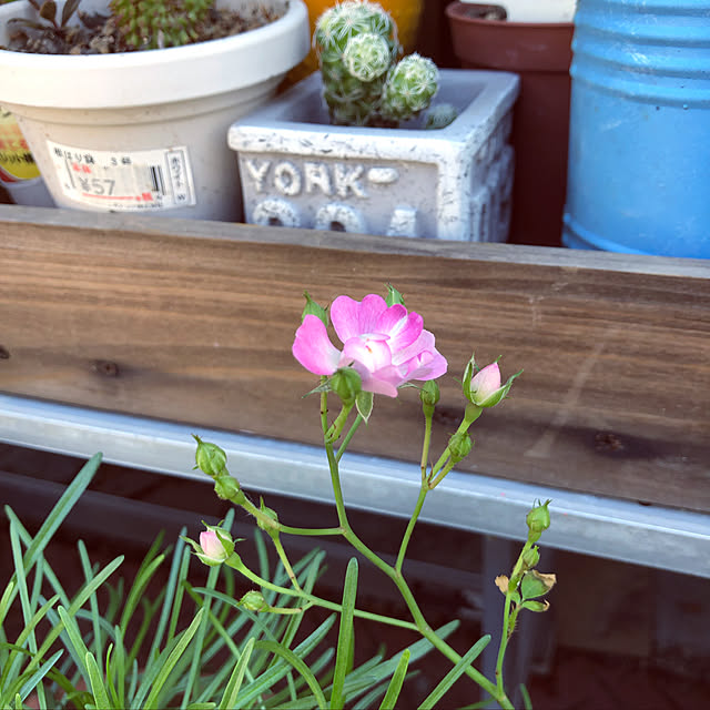 beautifulflowerさんの実例写真