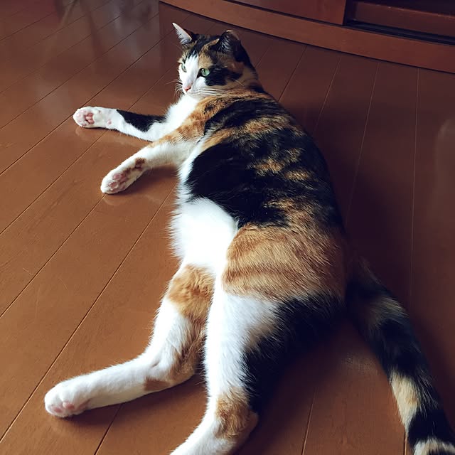 mayugonさんの実例写真