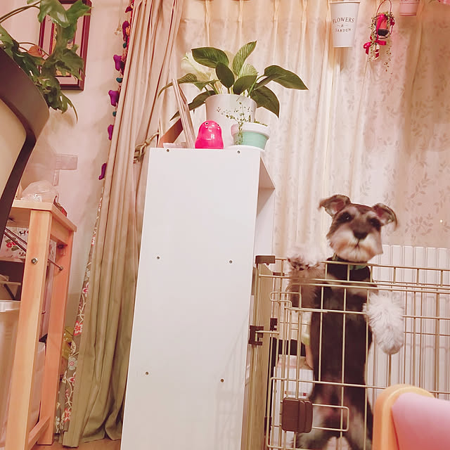 keikomokonさんの実例写真